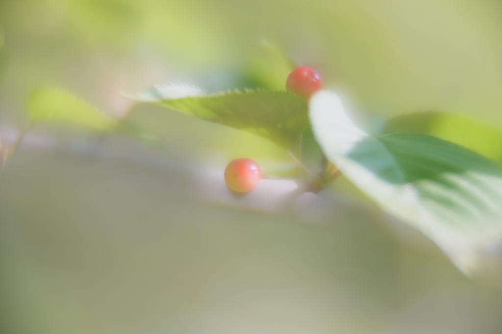 smc PENTAX SOFT 85mm f2.2 レビュー作例 ペンタックスの銘玉 ソフト