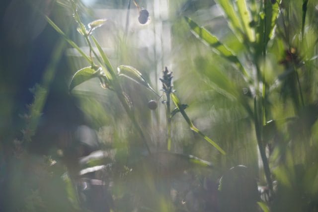 Fujinon 55mm f2.2 review作例 M42マウント バブルボケが出る富士