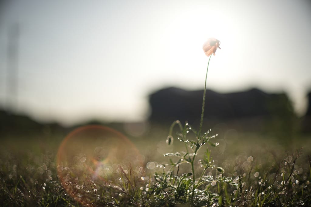 Super-Multi-Coated TAKUMAR 50mm f1.4 レビュー作例 PENTAX銘玉神