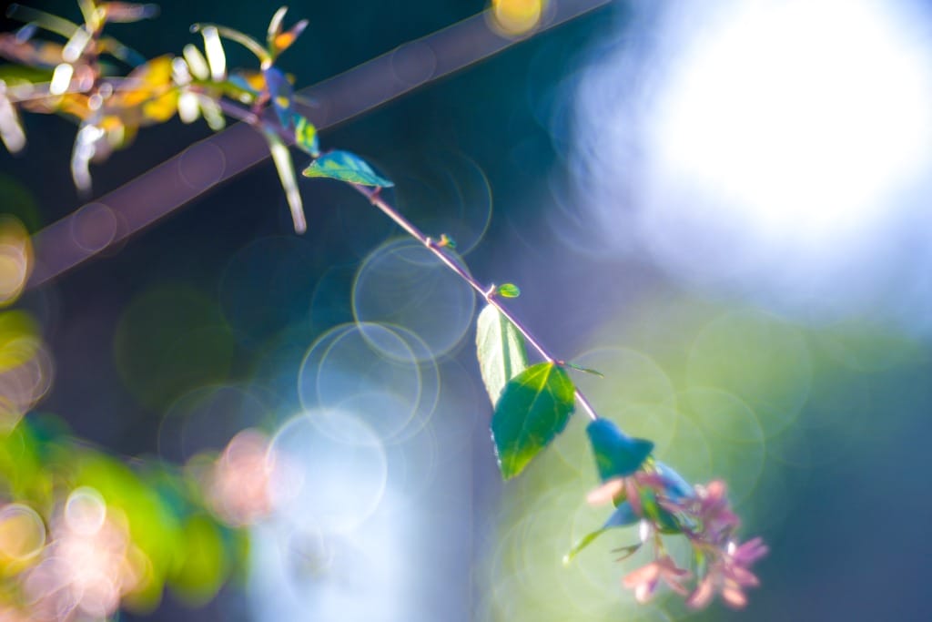 Meyer Gorlitz Primotar F3.5 75mm バブルボケ バブルボケ（玉ボケ）が