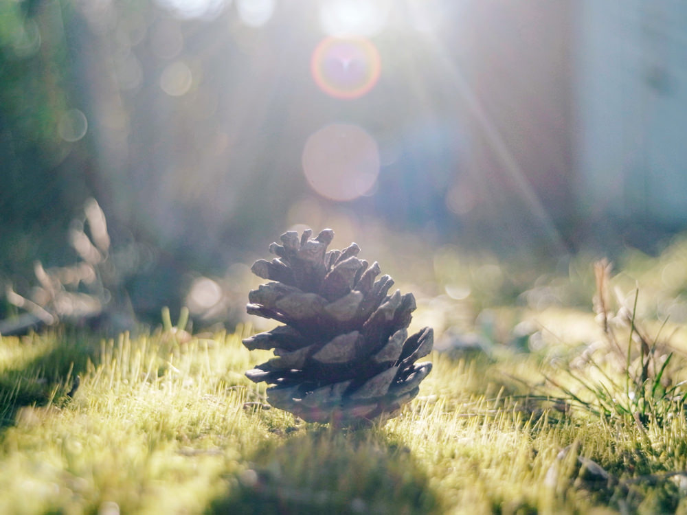 Pentacon（ペンタコン）30mm/F3.5｜オールドレンズ-M42マウントレンズ