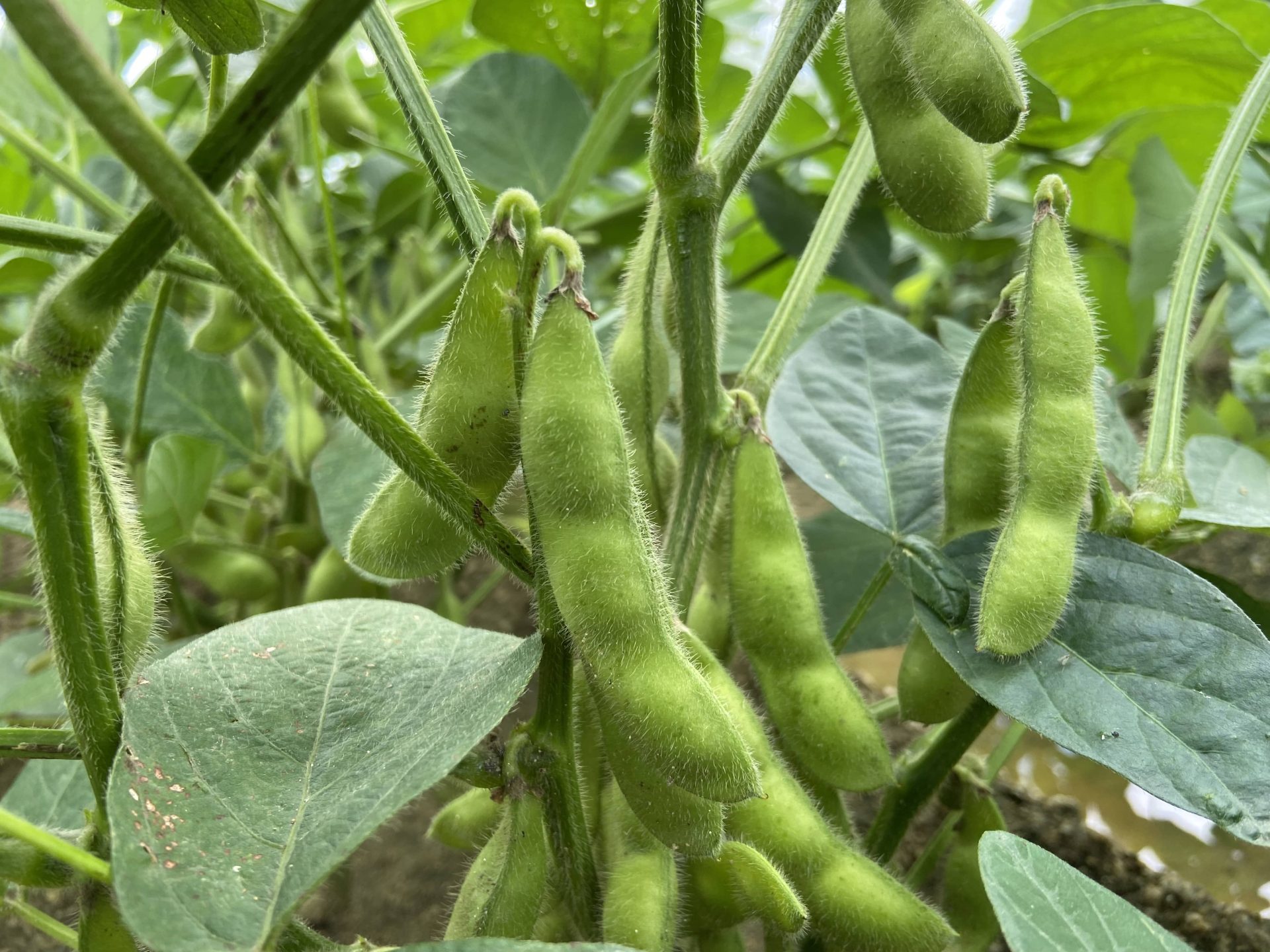 Edamame | 大阪産(もん)データベース