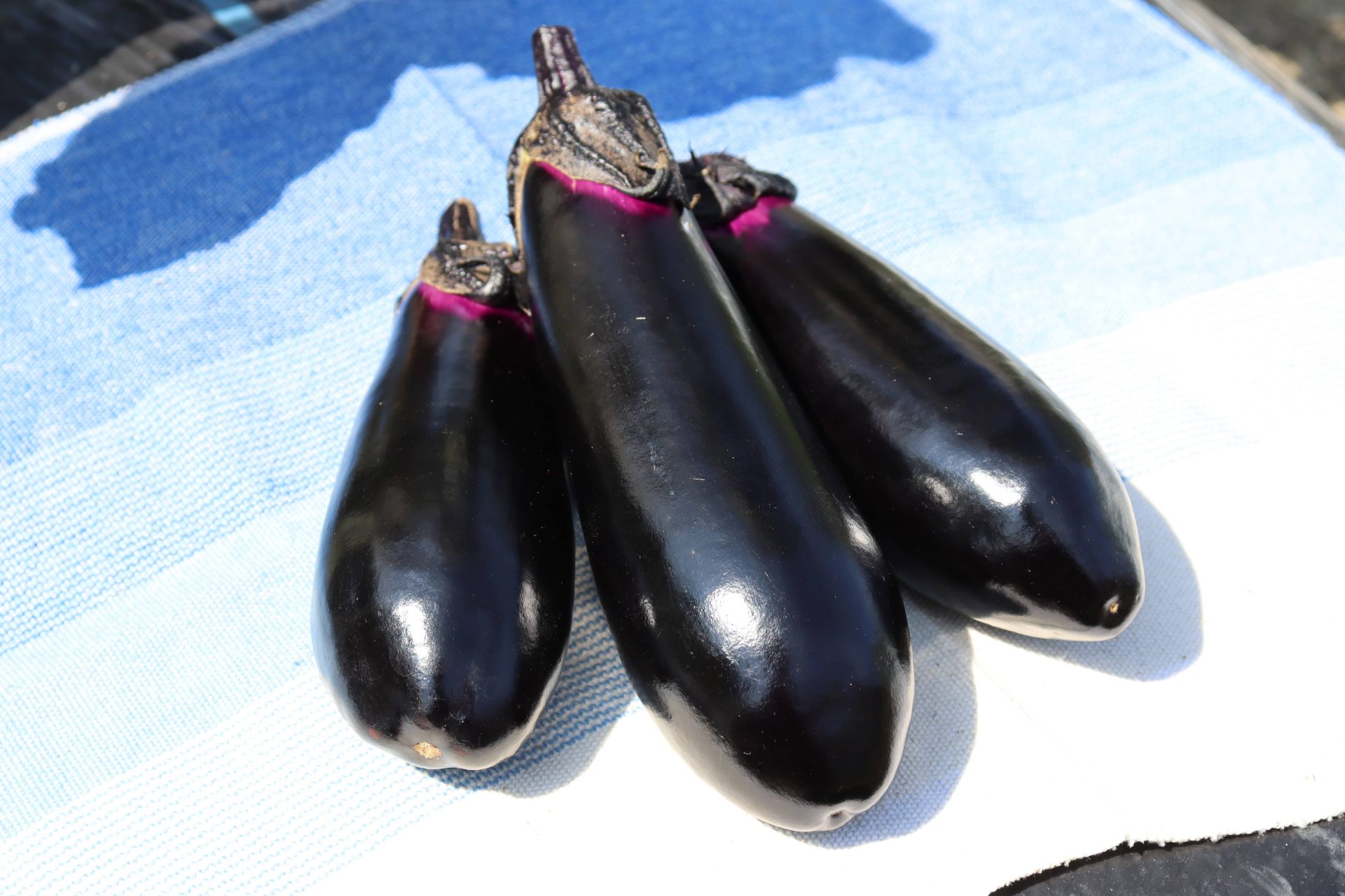 ナス | 大阪産(もん)データベース