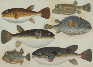 明治時代を代表する水産博物画の権威「伊藤熊太郎」その生涯と作品