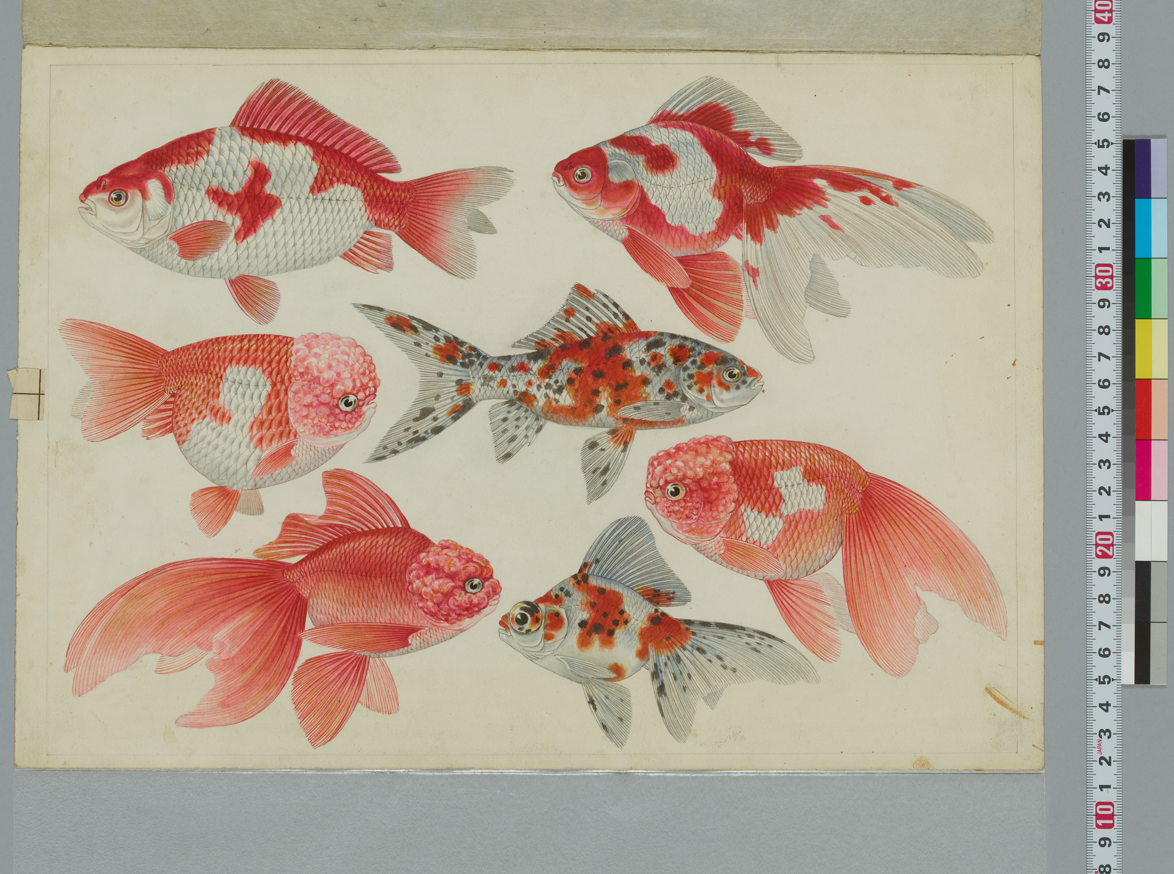 海を渡った天才博物画家 伊藤熊太郎 謎に包まれた金魚図譜を追って