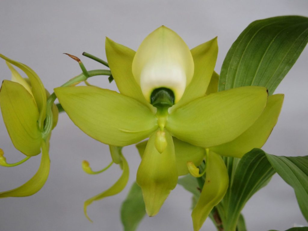 特徴的なバルブと花で話題の “タケノコ系” を学ぶ育てる -その1- | ORC