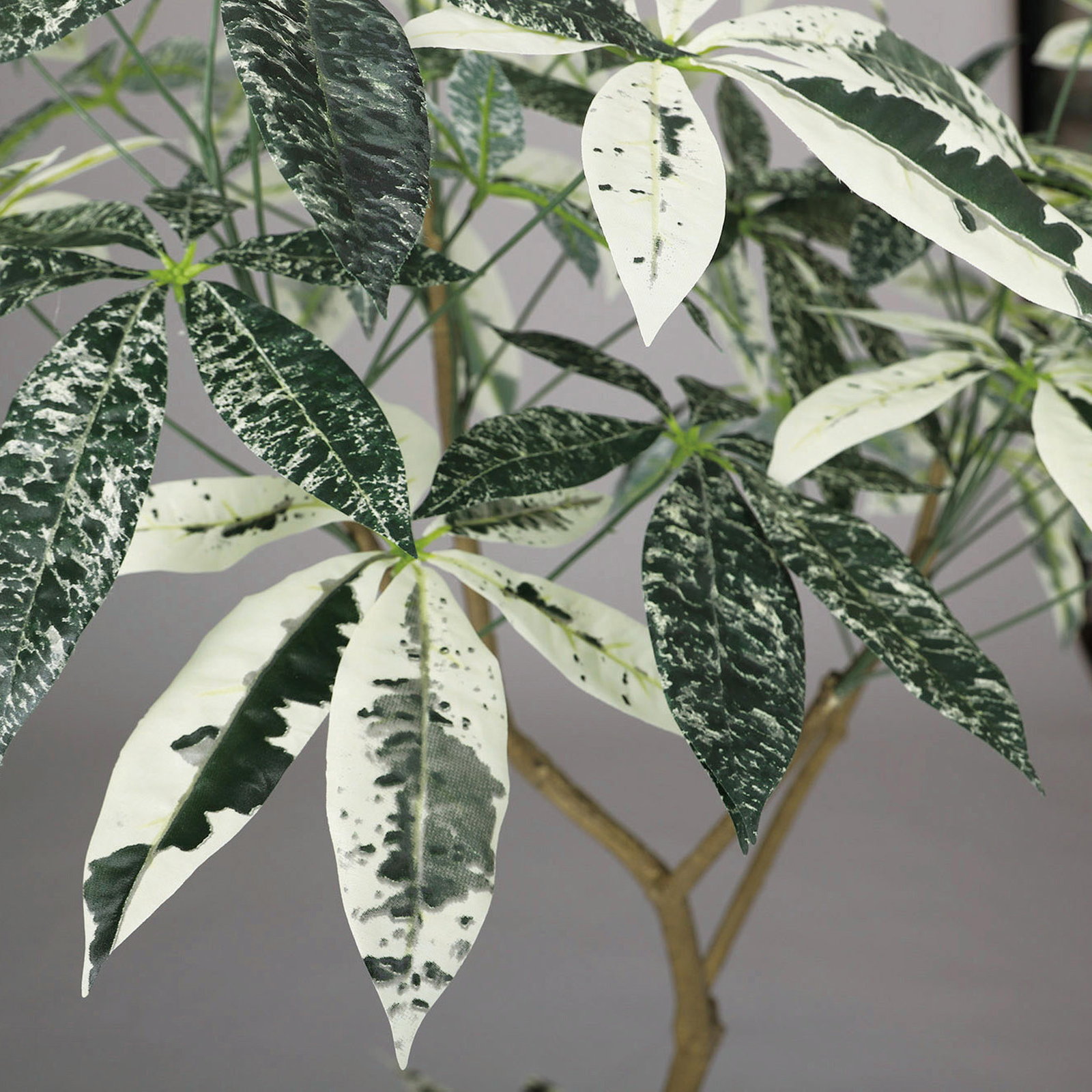 送料別途】ﾊﾟｷﾗ ﾐﾙｷｰｳｪｲ FST: インテリアグリーン（鉢物・樹木