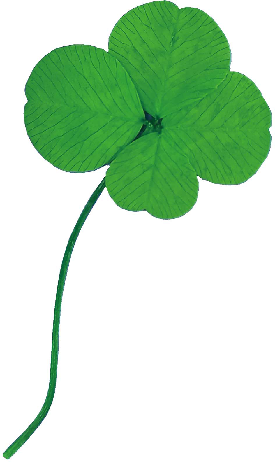 ｸﾛｰﾊﾞｰ: プリザーブドフラワー ｜ YDMオンラインストア ｜ 横浜