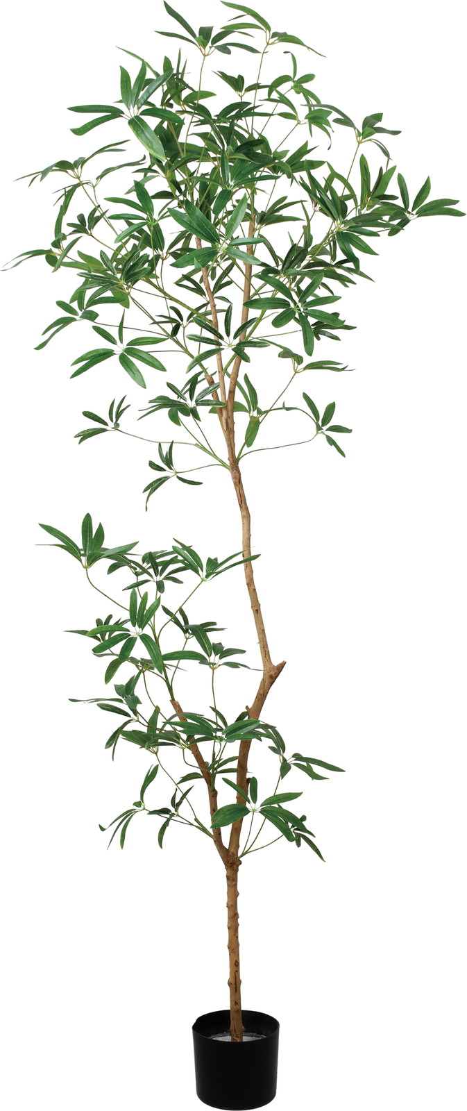 送料別途B】180cmｼｪﾌﾚﾗｱﾝｶﾞｽﾃｨﾌｫﾘｱ: インテリアグリーン（鉢物・樹木