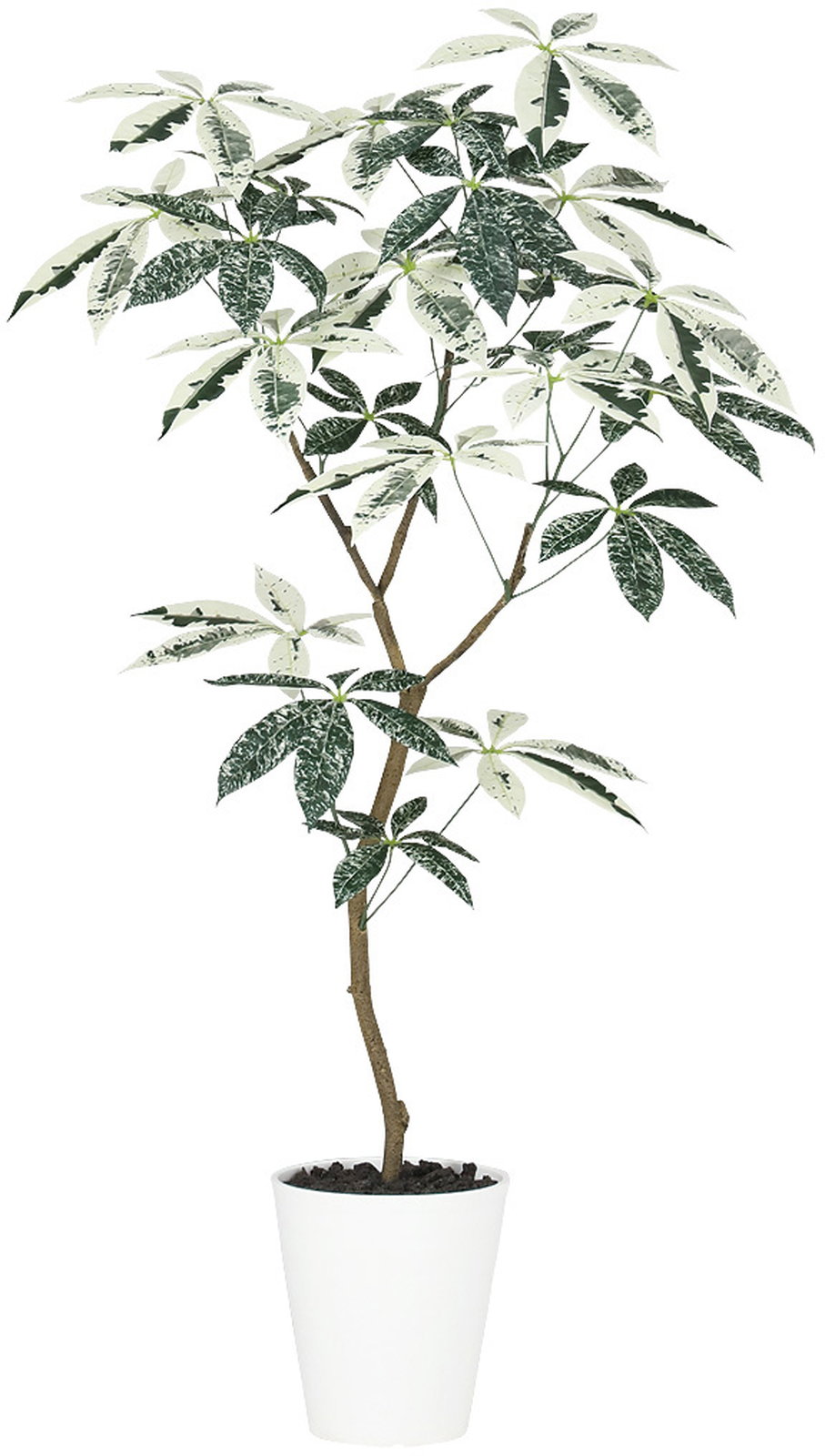 送料別途】ﾊﾟｷﾗ ﾐﾙｷｰｳｪｲ FST: インテリアグリーン（鉢物・樹木