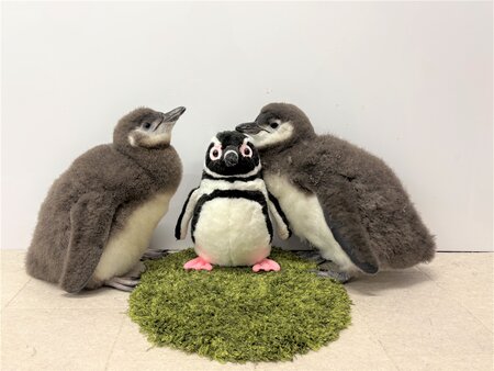 4月生まれのマゼランペンギンの赤ちゃん「あられ」と「つづみ」6月21日