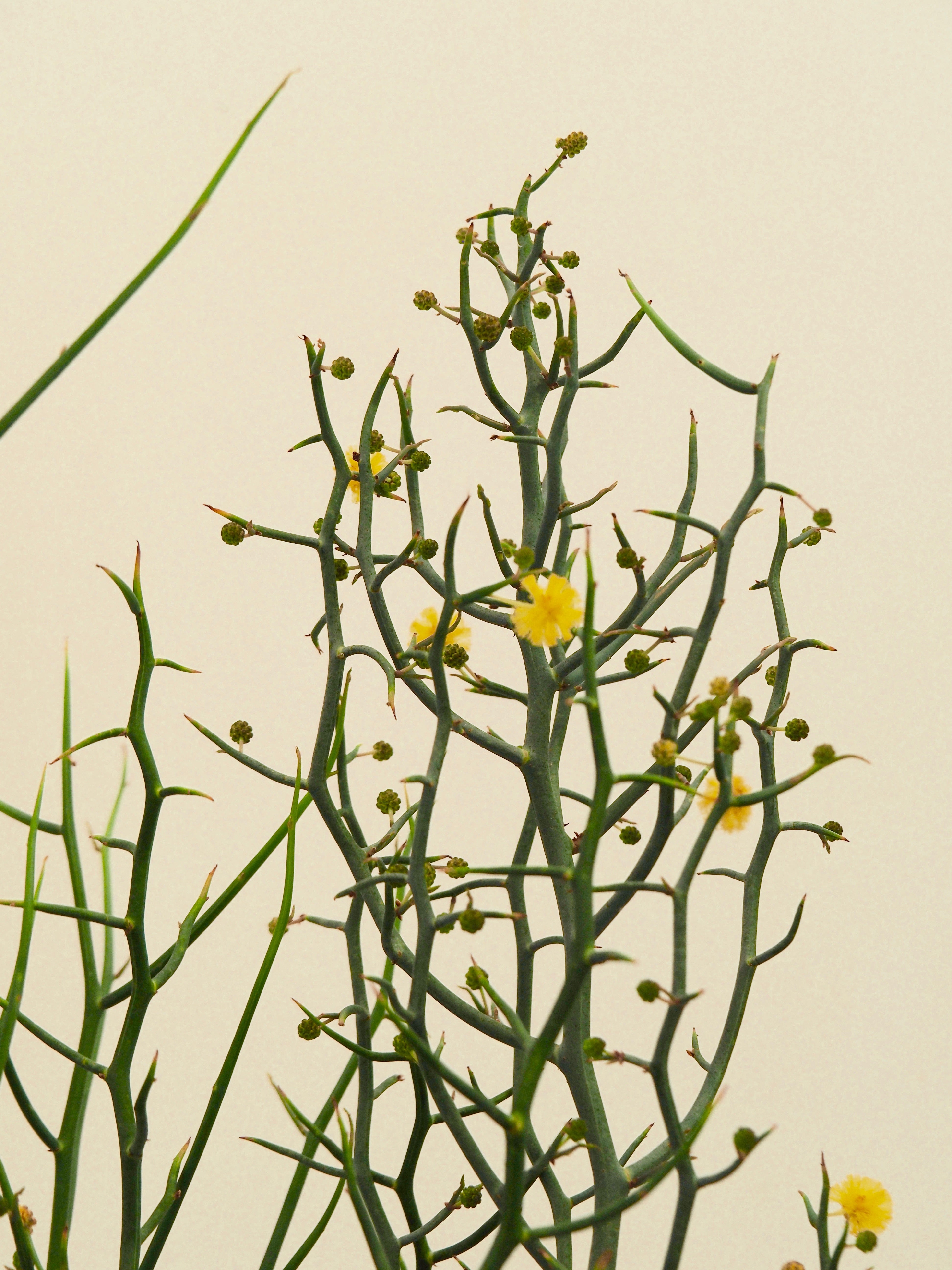 アカシア スピネセンス スピニーワトル – orsow