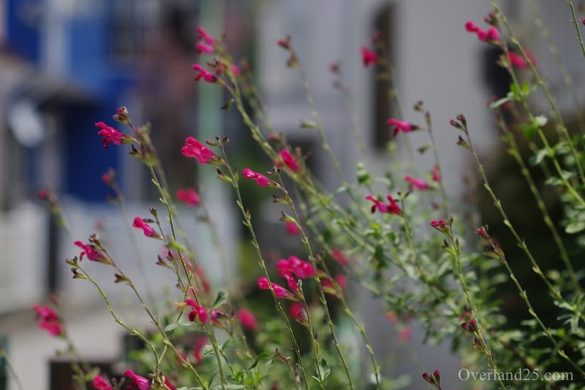 Super-Takumar 55mm F1.8 – 人気に納得！綺麗なボケにノスタルジックな