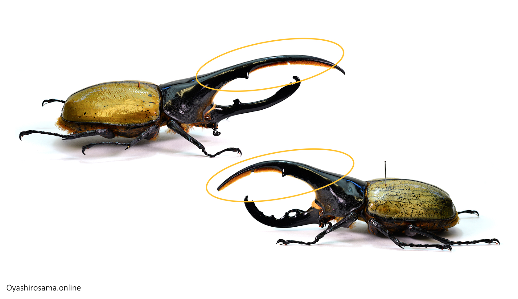 ヘラクレスヘラクレスとヘラクレスリッキーの見分け方！ | 遊びの社