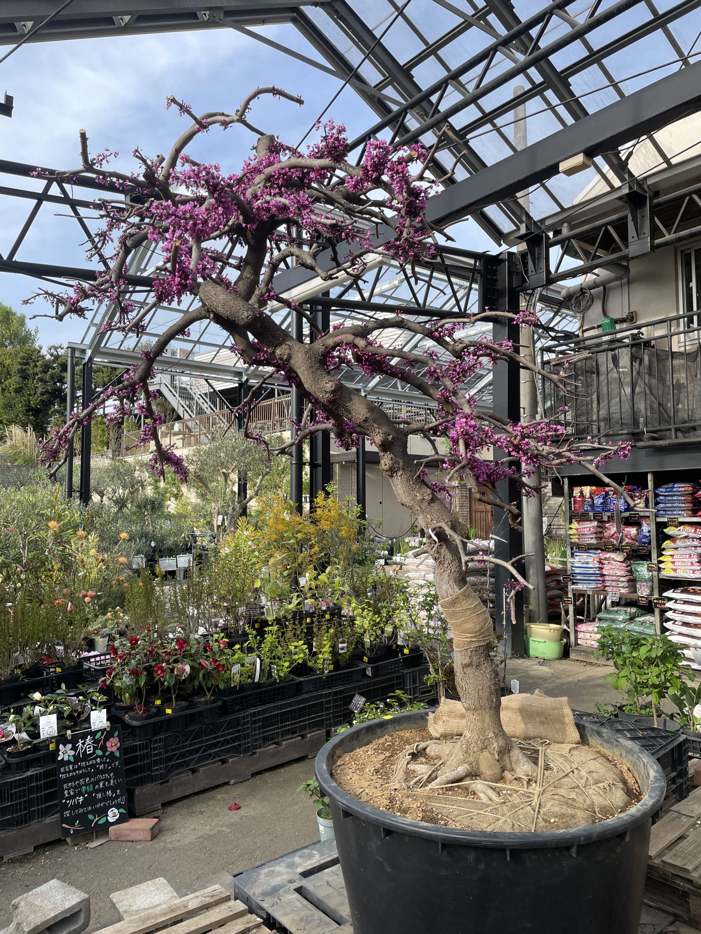 4月も折り返し！ハナズオウ他入荷ご案内！ | オザキフラワーパーク