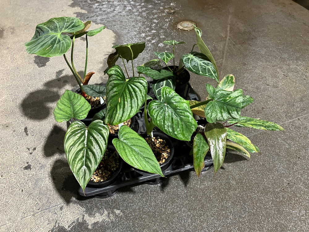 アガベ、サトイモ科、ミックスベリア、チランジアなど連休前情報