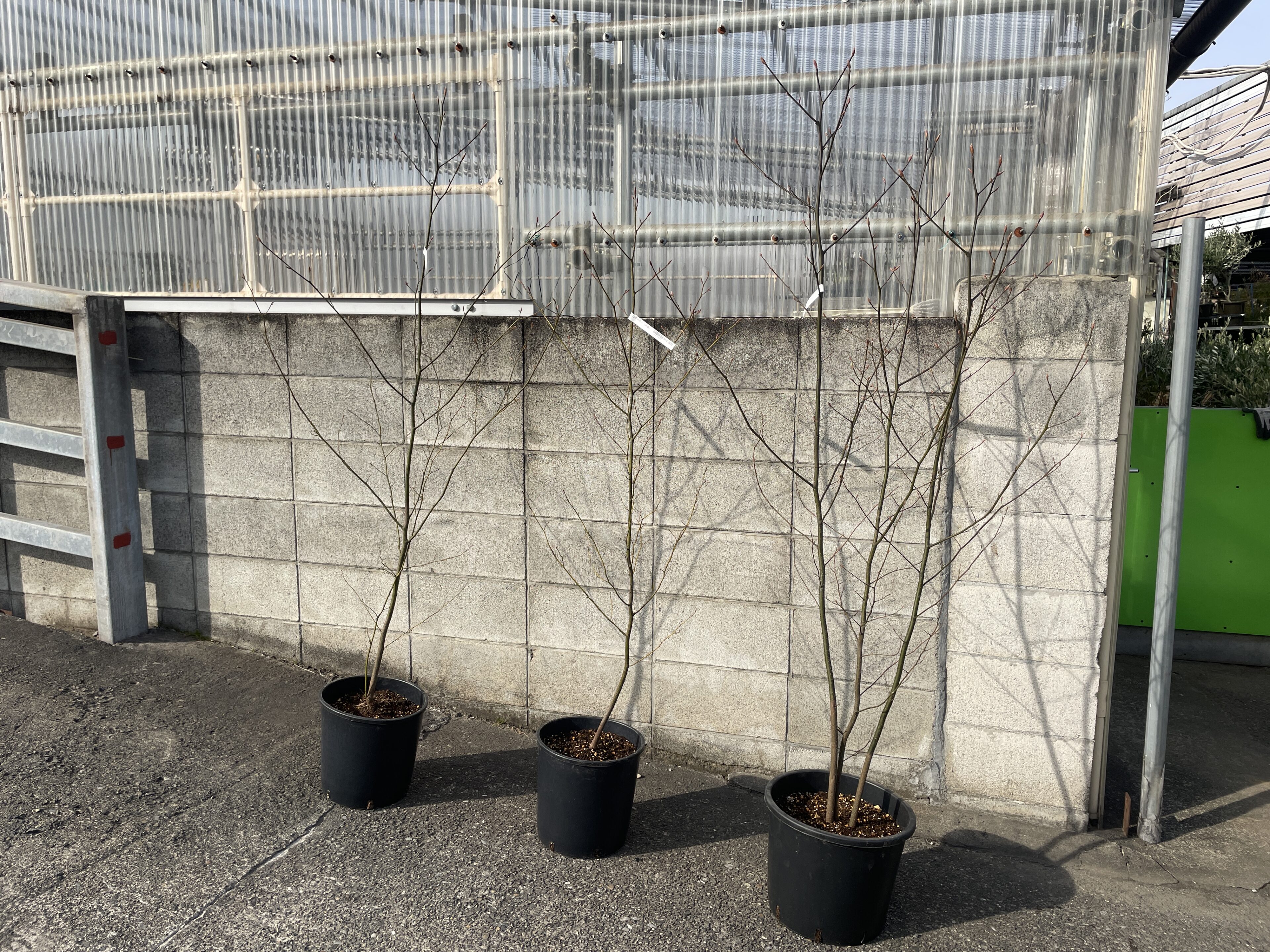 山採り アオダモ クロモジ 混合株 アオダモ4本立ち クロモジ2本立ち