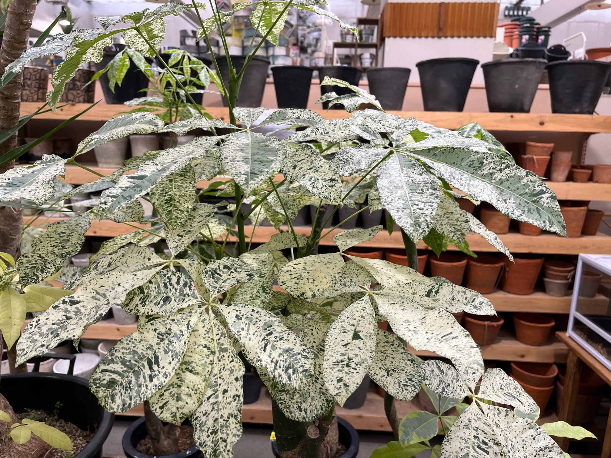 中鉢観葉植物ご紹介、パキラ斑入りあります！！ | オザキフラワー