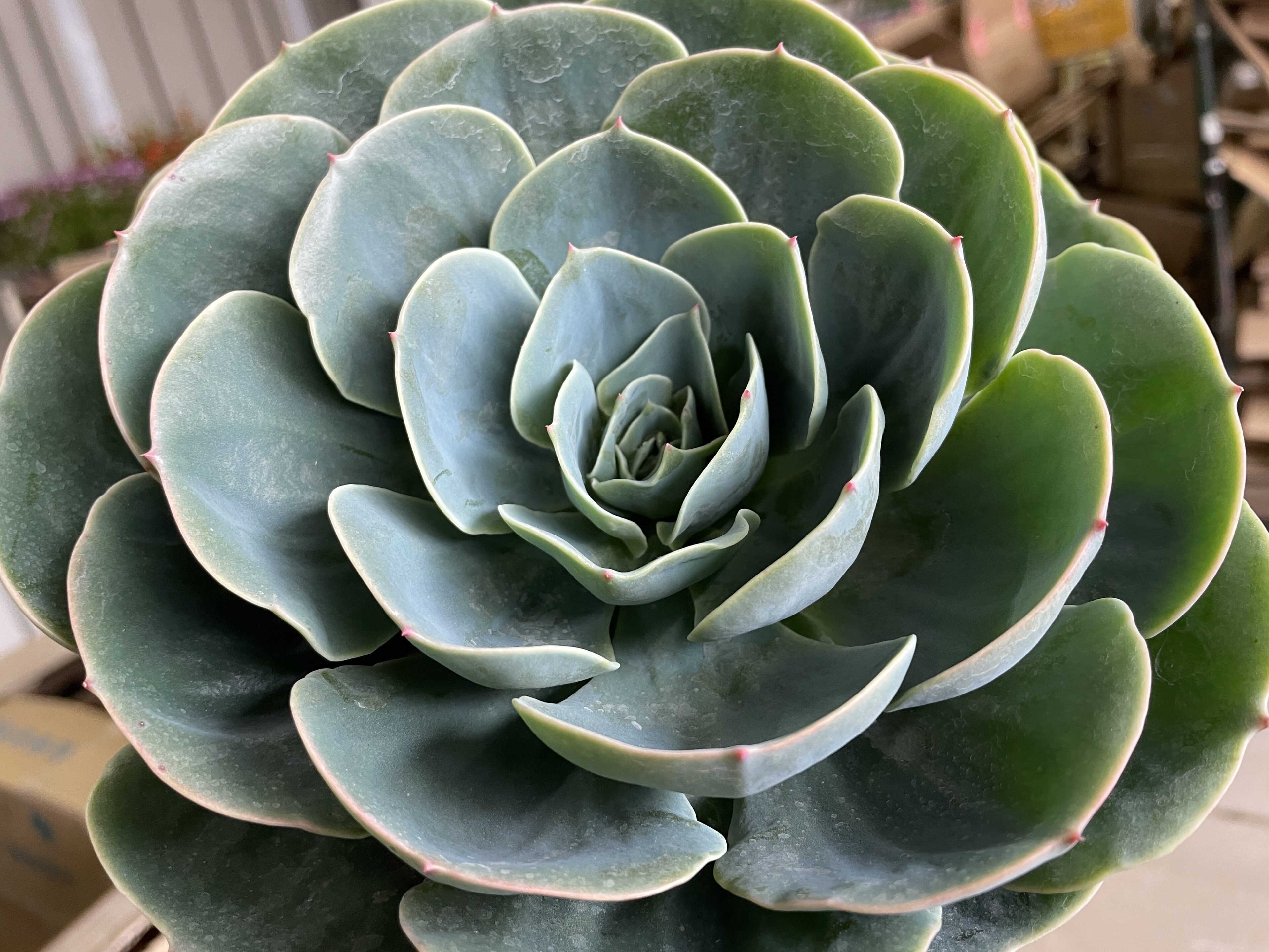 今週末はイベント開催！多肉植物の入荷ご案内 | オザキフラワーパーク