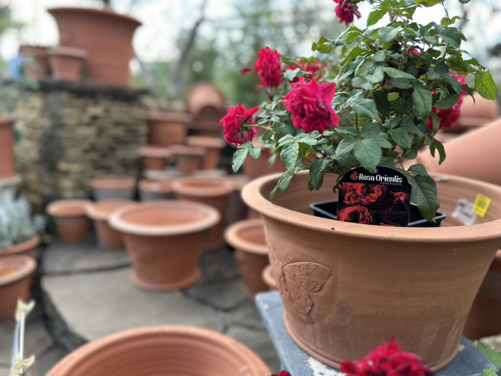 英国の高級植木鉢ウィッチフォード入荷致しました【Whichford Pottery