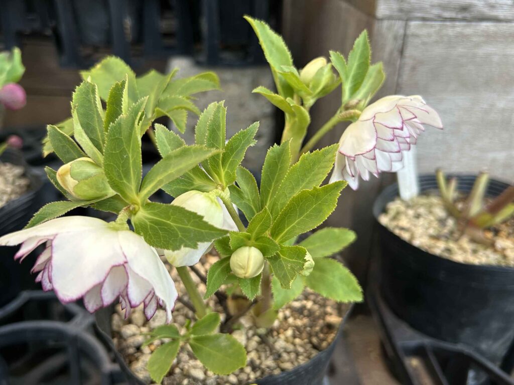 1Fクリスマスローズのご紹介 | オザキフラワーパーク | オザキフラワー