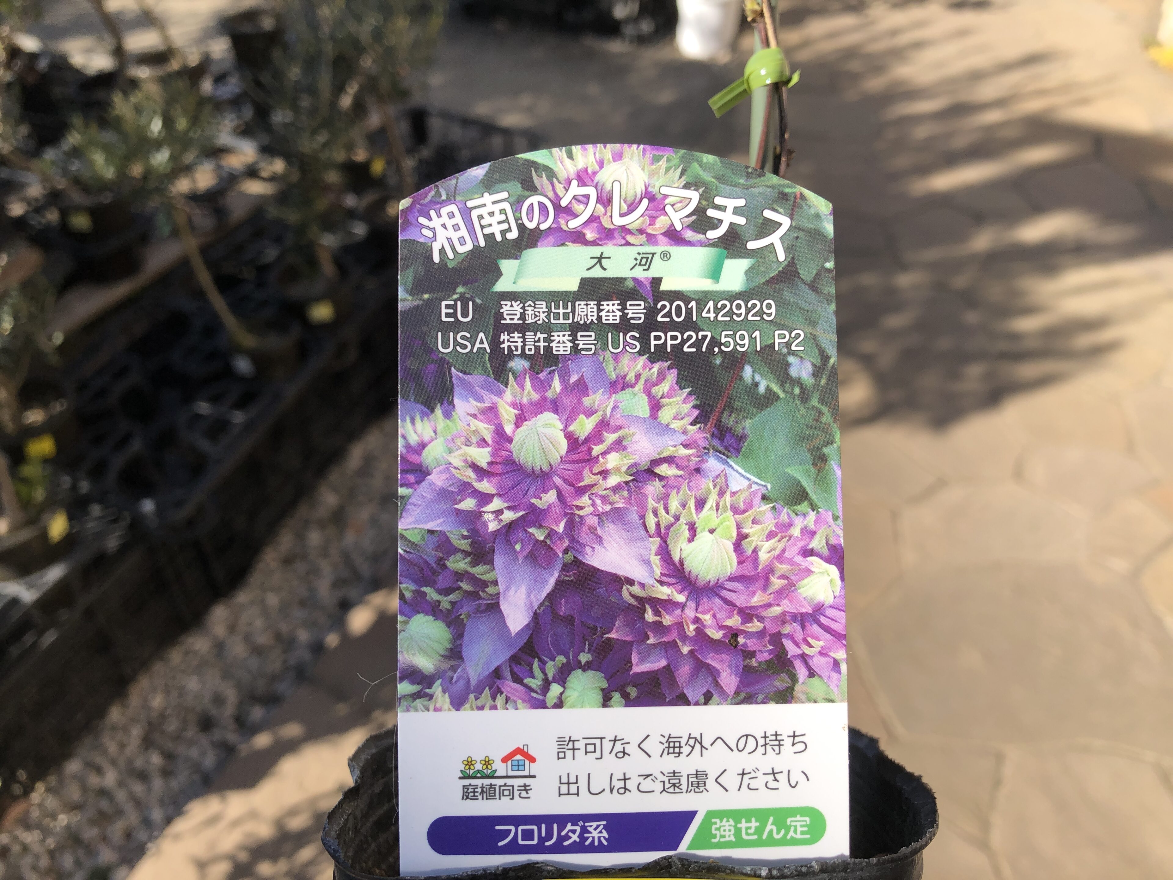 今が入荷の最盛期！人気のクレマチスが再入荷🌸 | オザキフラワー