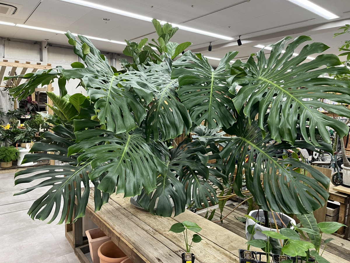 巨大モンステラ降臨 | オザキフラワーパーク | オザキフラワーパーク