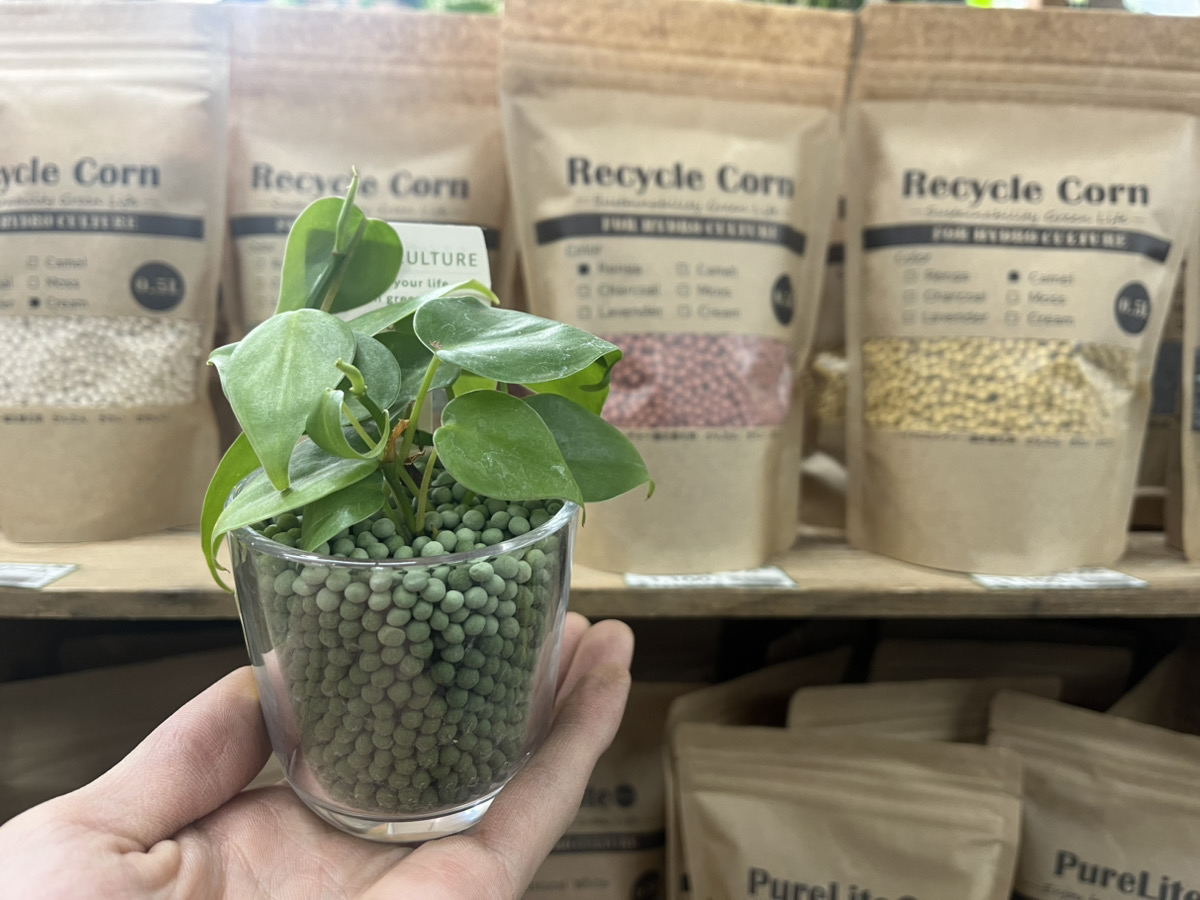 採れたて】馬ぶどう250g×12袋 1年分3kg うまぶどう 薬膳 民間療法