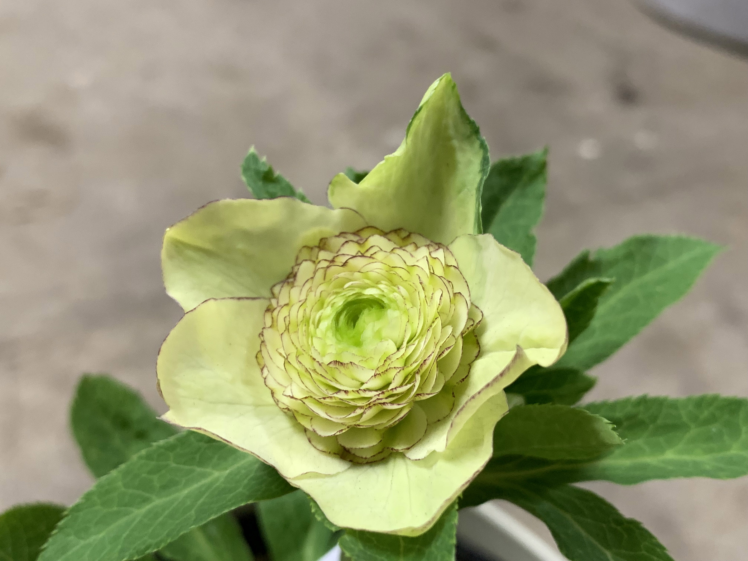 1F|クリスマスローズ追加(加藤農園 千重咲きモーリー!!) | オザキ