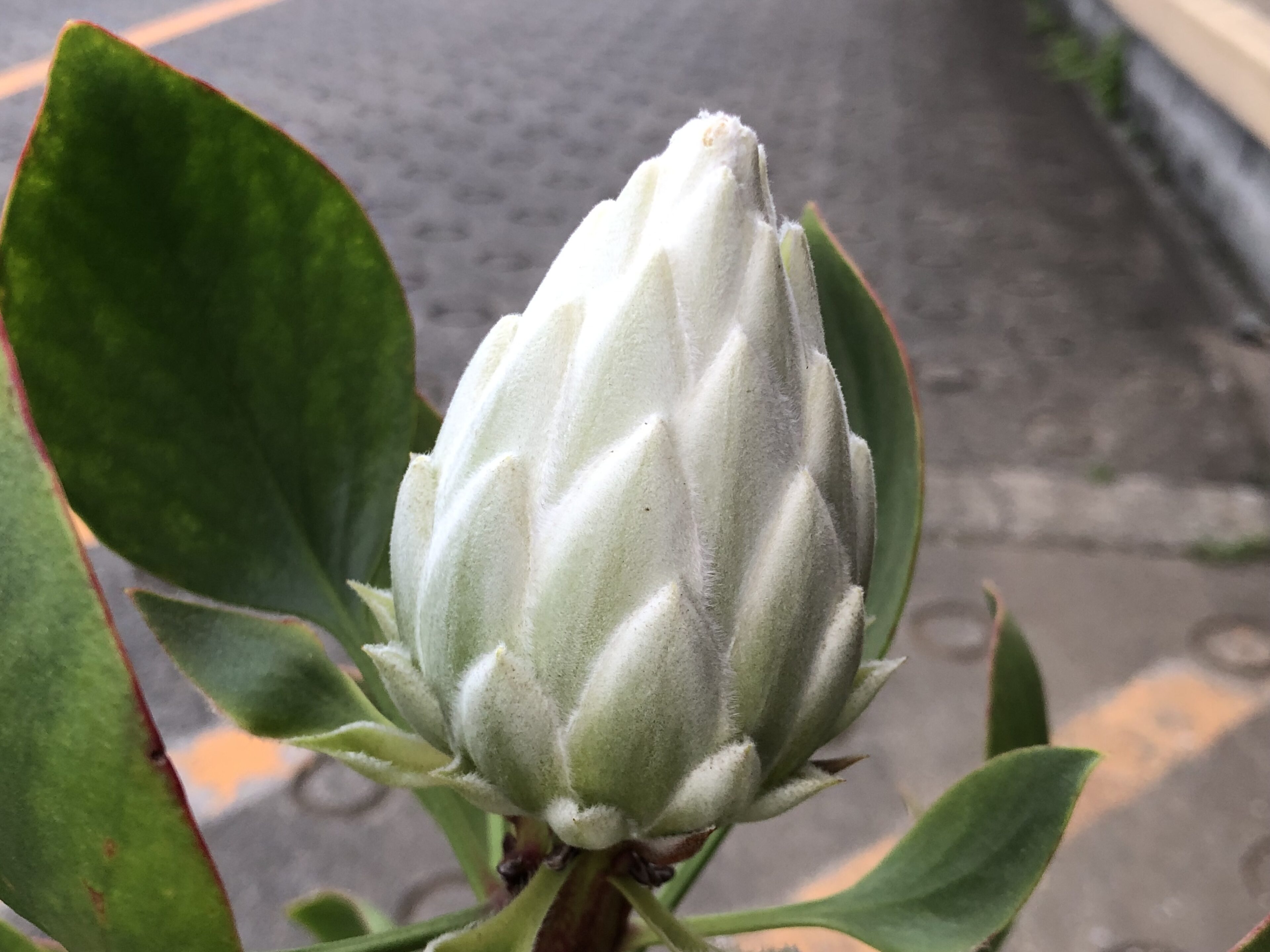 1F|ネイティブプランツ入荷しました。（プロテア、オージープランツ