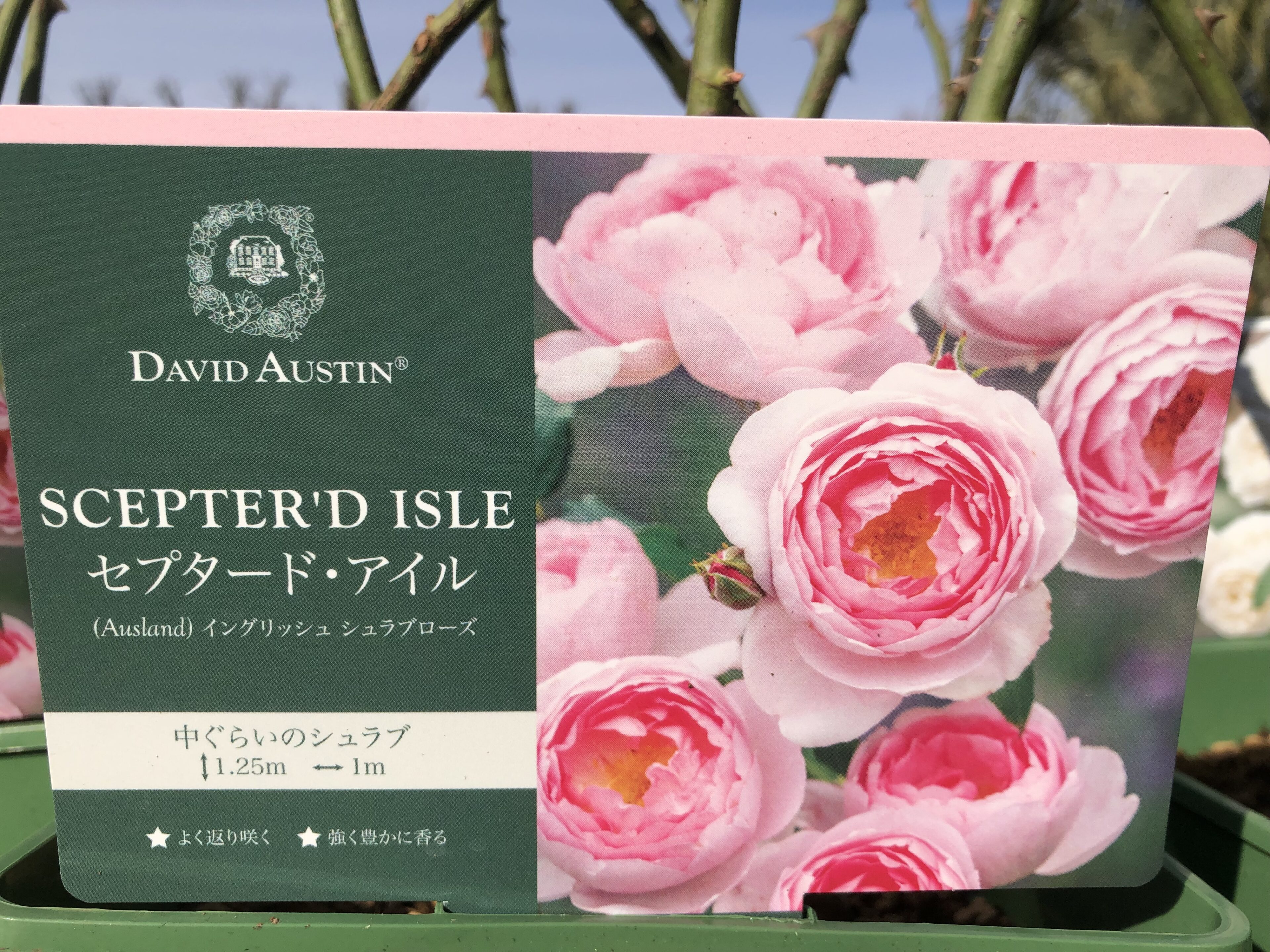 1F|イングリッシュローズ、長尺バラ入荷しました。（他京成バラ追加