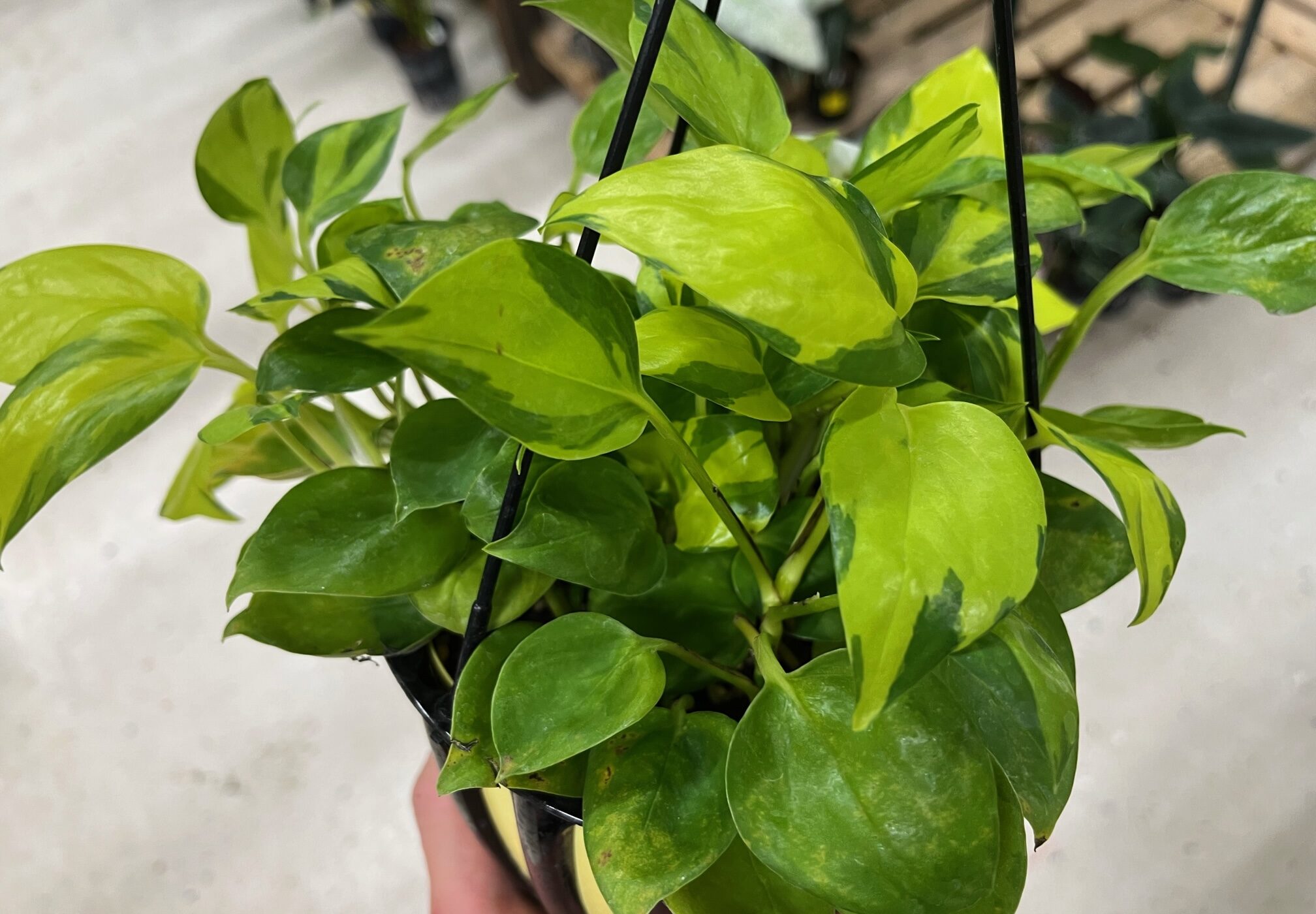 明日はいよいよJAPAN POTHOS SUMMIT！！一部商品ご紹介 | オザキ