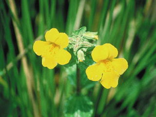 ミムラスの詳細 | e Pass Thyme