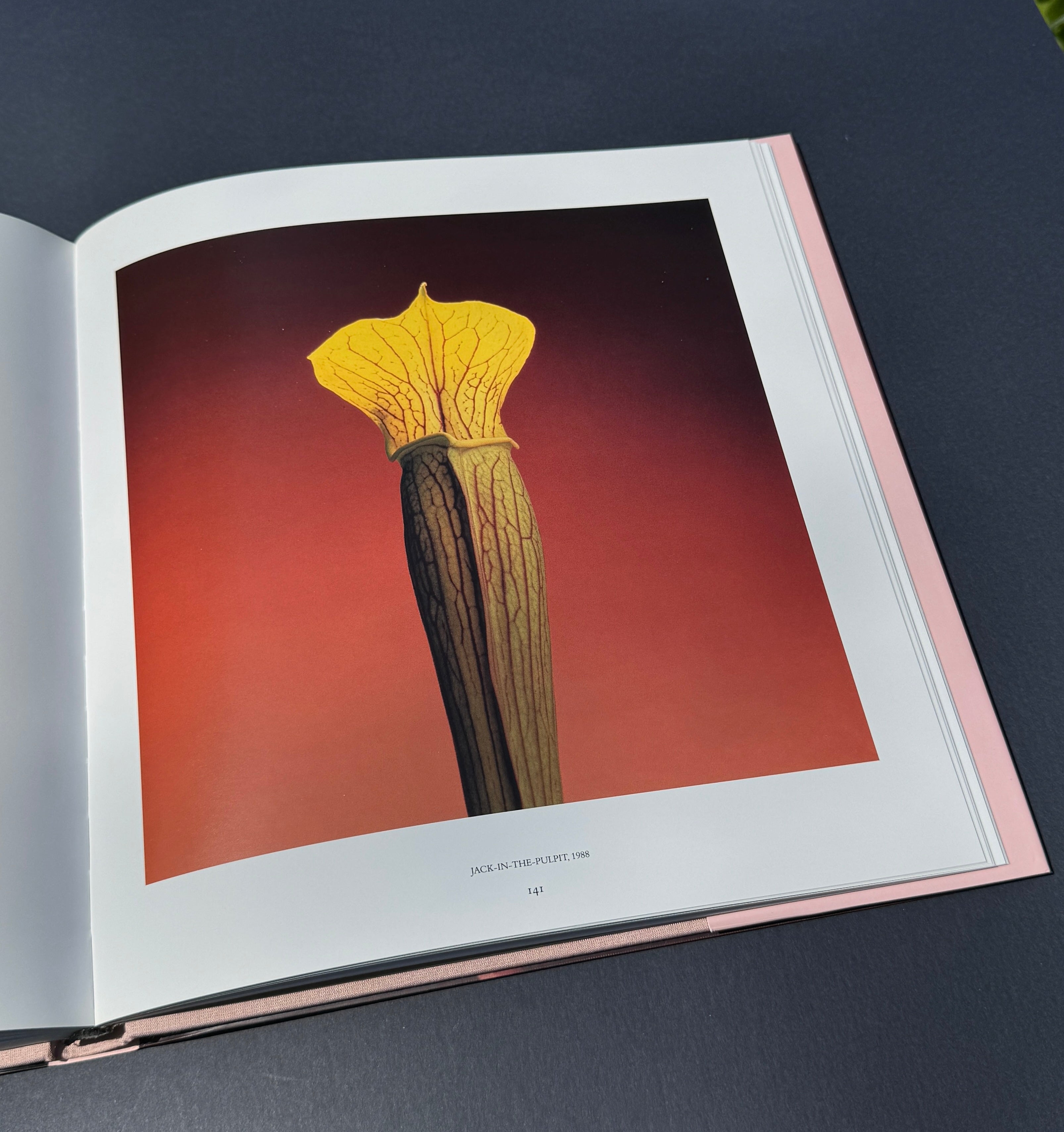 Robert Mapplethorpe - Pistils – Parallel Editions