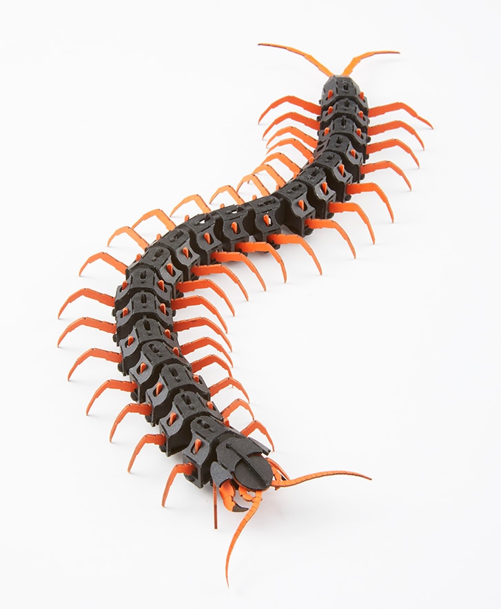 ベトナムオオムカデ(赤) 3D立体ペーパーパズル | 節足動物/Arthropod