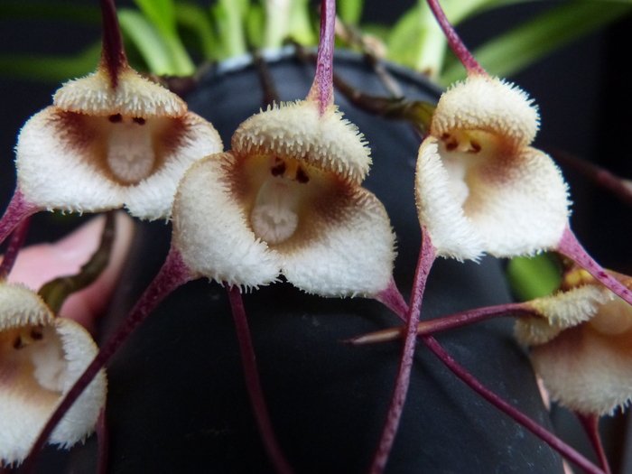 変わった植物】『モンキーオーキッド』エクアドル他に自生するランの