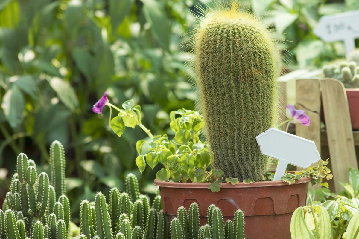 KaGDPIH0WIiatqd 柱サボテンの一種だと思いますが たくさん種類がある