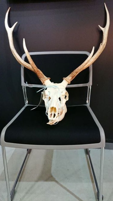 エゾシカの頭蓋骨です。今まで床の上にごろんとしていたんですが、椅子
