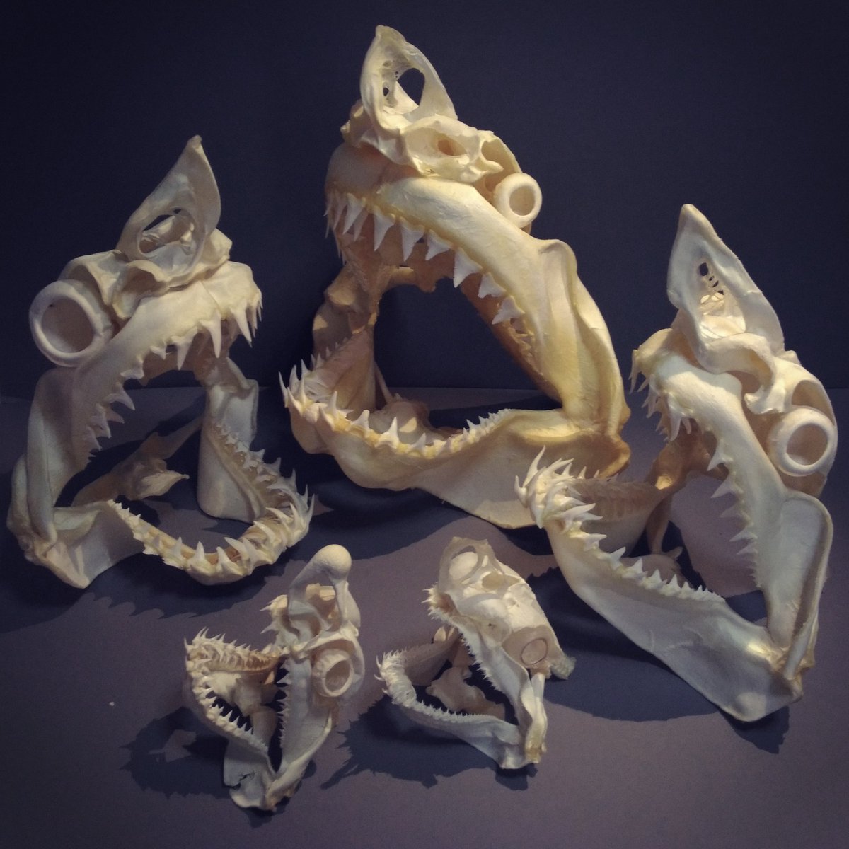 サメの頭骨標本 画面左上から時計回りで、バケアオザメ・ホホジロザメ