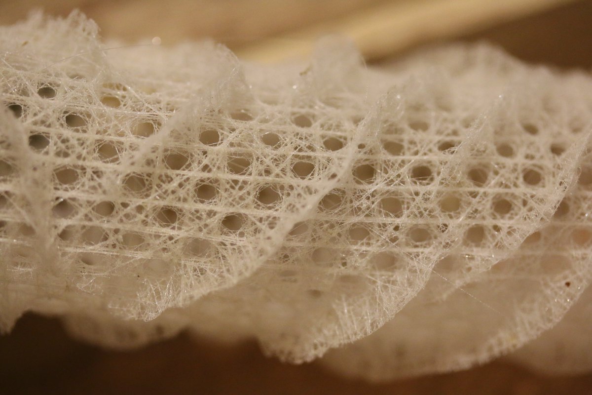 カイロウドウケツ（偕老同穴）の標本。 深海に住む海綿の一種で、骨格