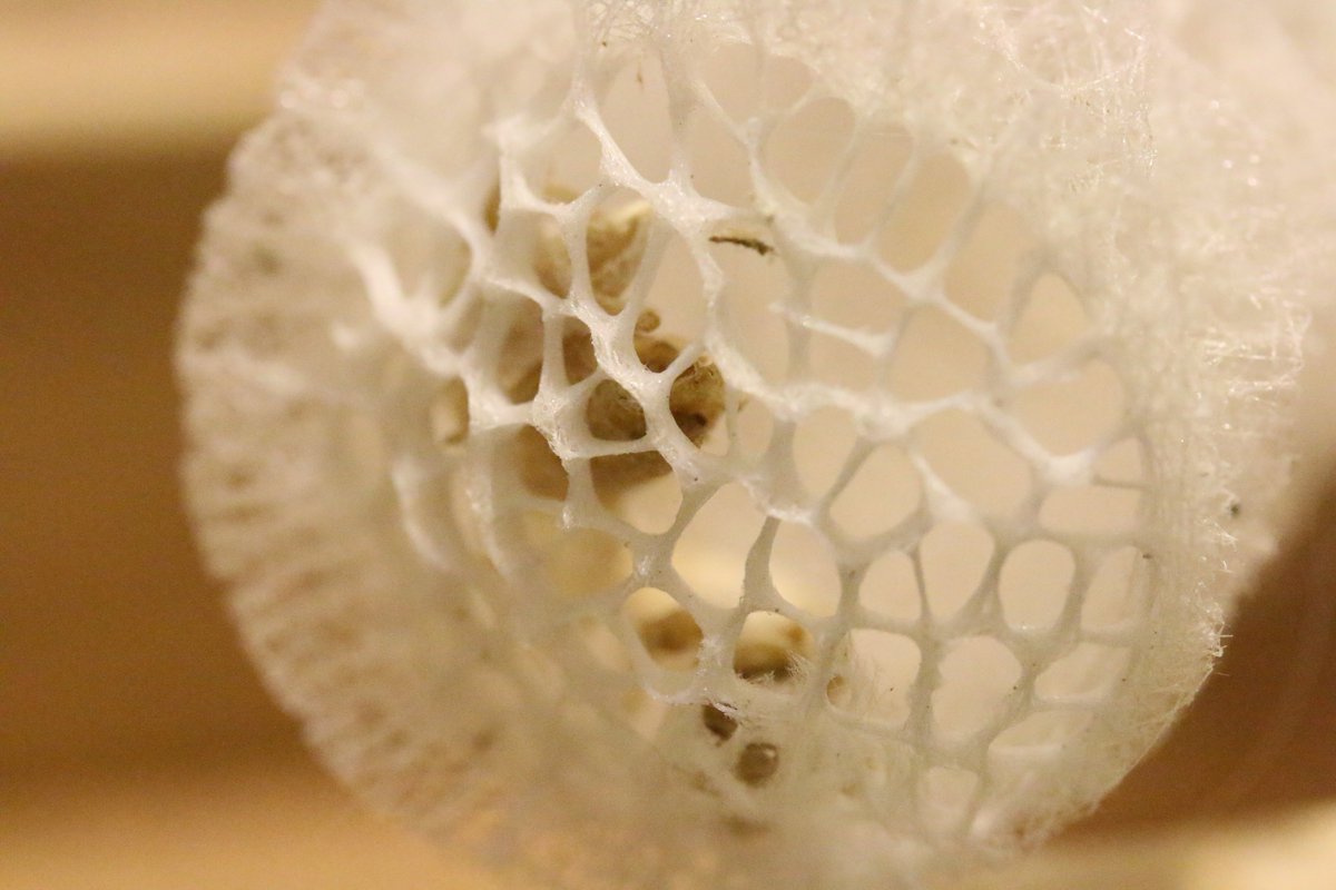 カイロウドウケツ（偕老同穴）の標本。 深海に住む海綿の一種で、骨格