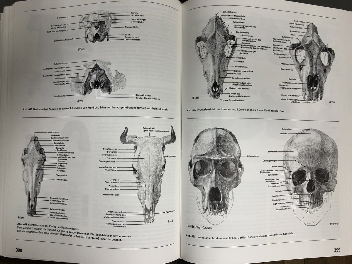 今年はゴットフリード・バメスを皮切りに、複数の良質な美術解剖学関連