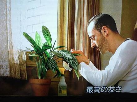 アグラオネマニティドゥームカーティシーのストラップ作りました