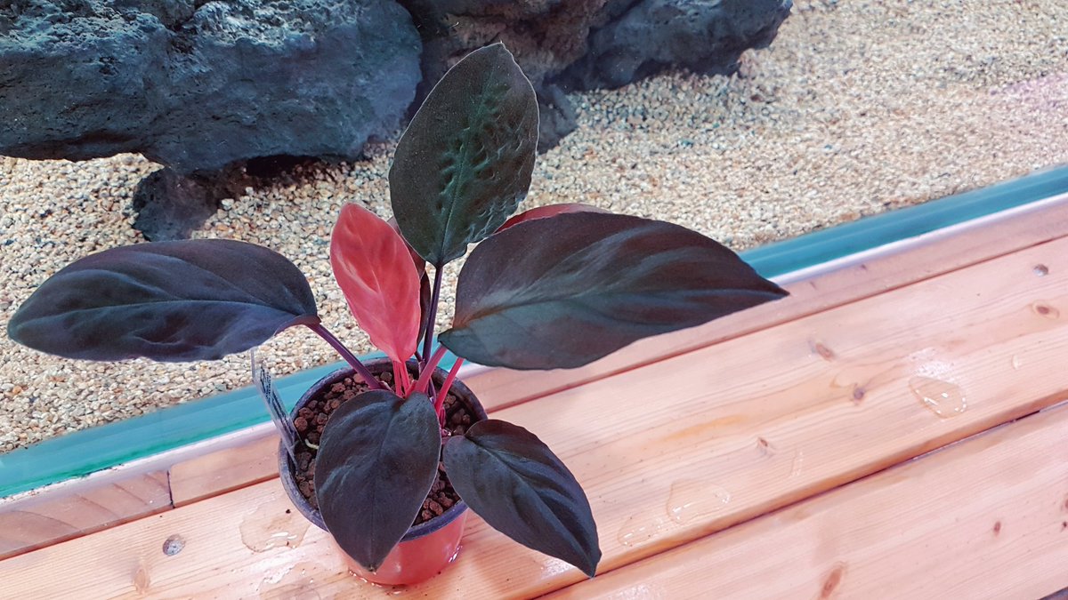 KN] Homalomena sp Black velvet