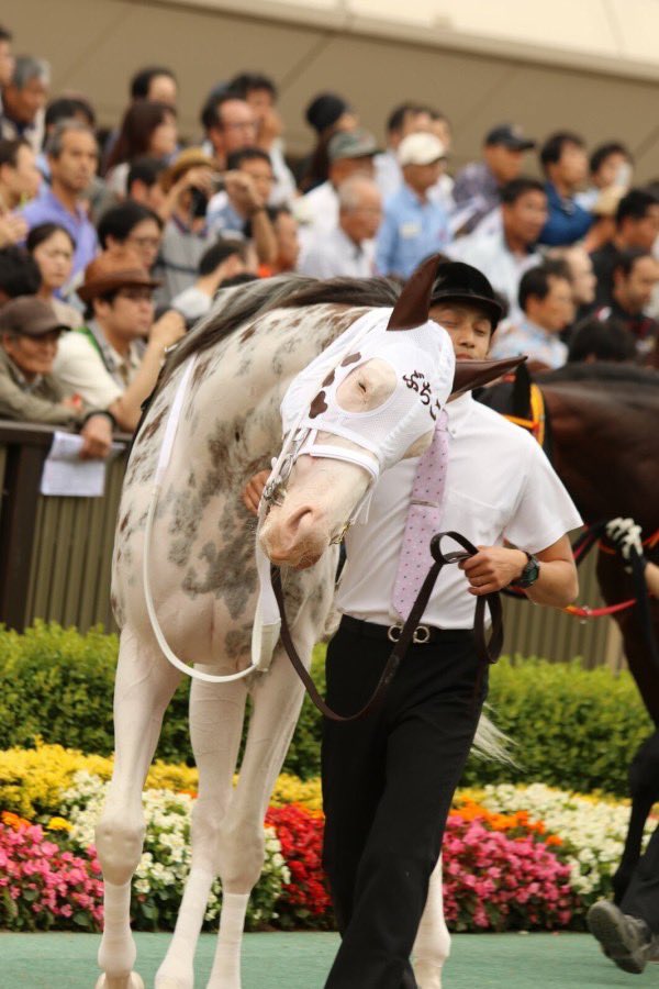 ソダシが最近すごい人気だけど、 ソダシのお母さんのブチコが現役の時
