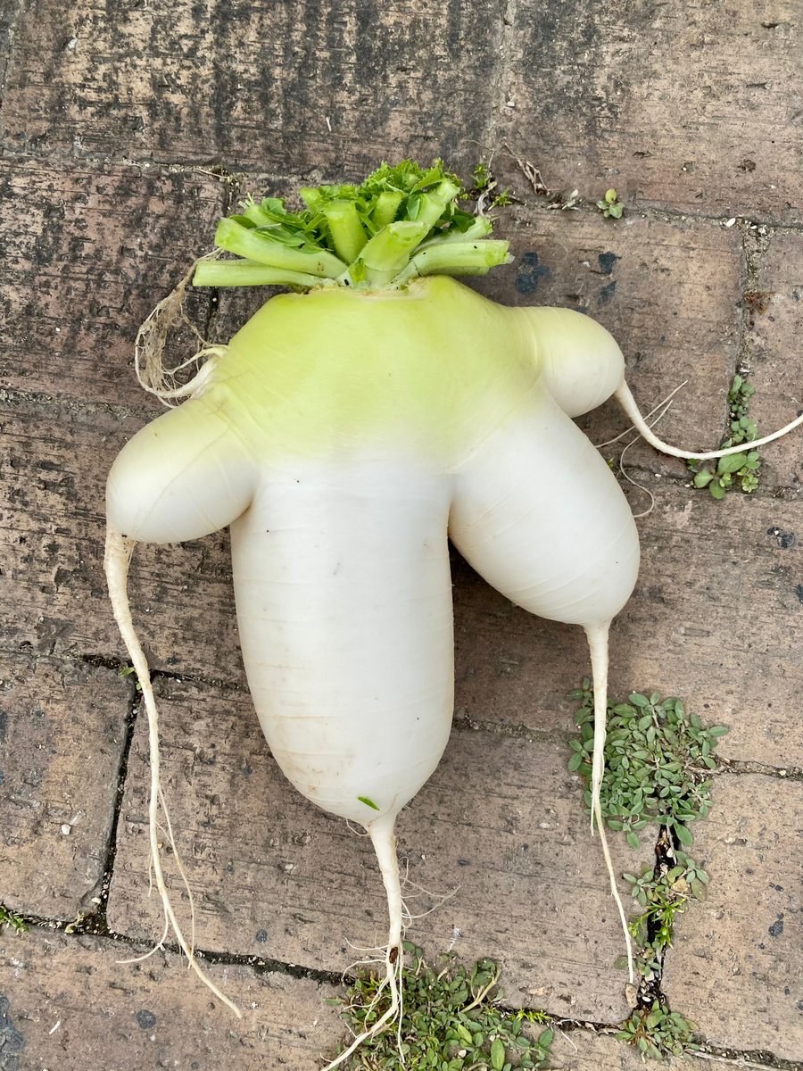 プライベートで作ってる畑で こんな大根がとれた！ 見よ！この存在感