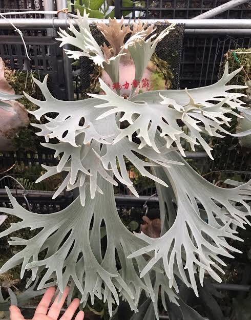 My new plant P. Willinckii cv celso tatsuta. (Mine is small one