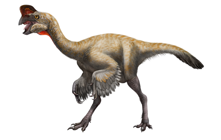 先の動画にチラッと映っている、恐竜の卵の化石（巣）。約8000万年前の