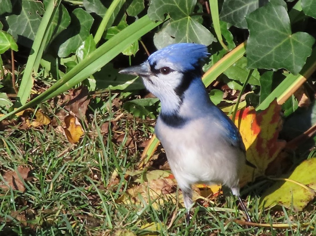 キヤノンUSAの近くに生息している野鳥を紹介します！ #ブルージェイ