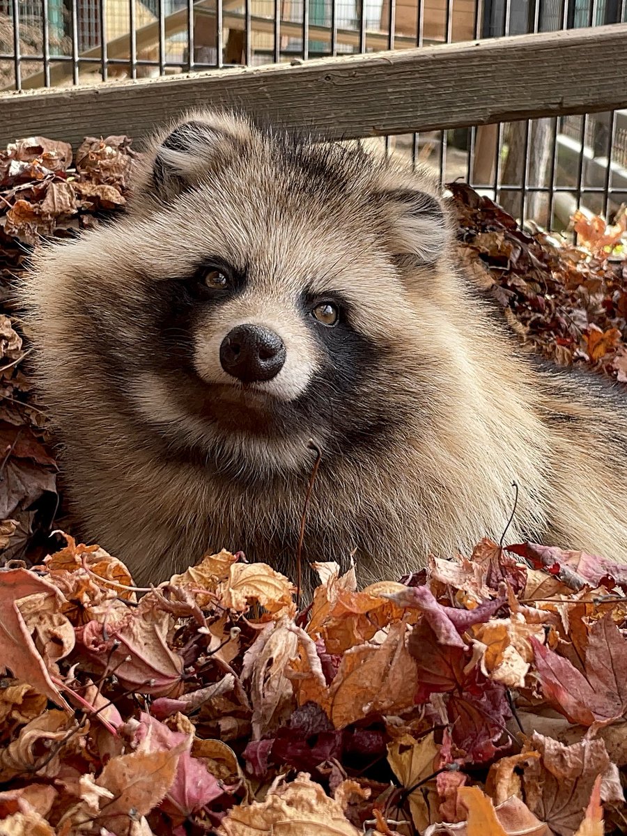 たぬのモフみと共にあらんことを #エゾタヌキ #raccoondog #今日の